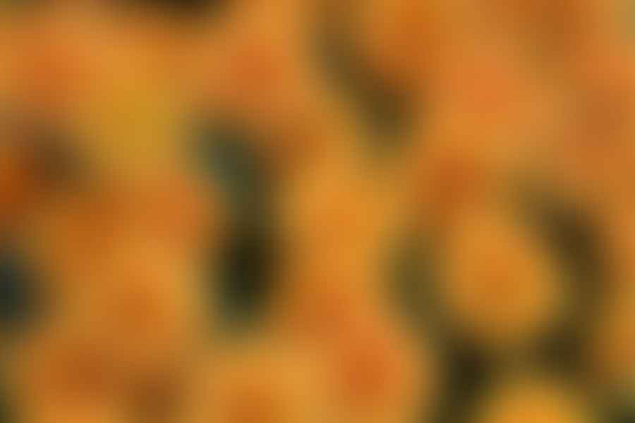Yellow Chrysanthemums Japan