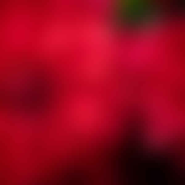 The Power of Red: How This Color Can Affect Your Personality and Relationships