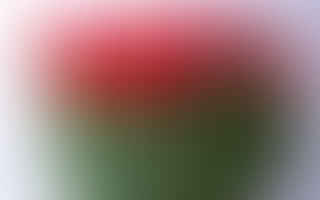 What is the meaning behind flower colors?